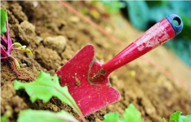 Dig in the Dirt Day!