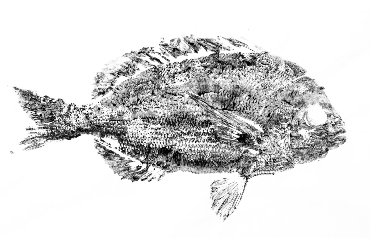 Fish Print Day – Session 2