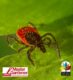 Protect Your Family From Ticks & Tick-Borne Diseases!
